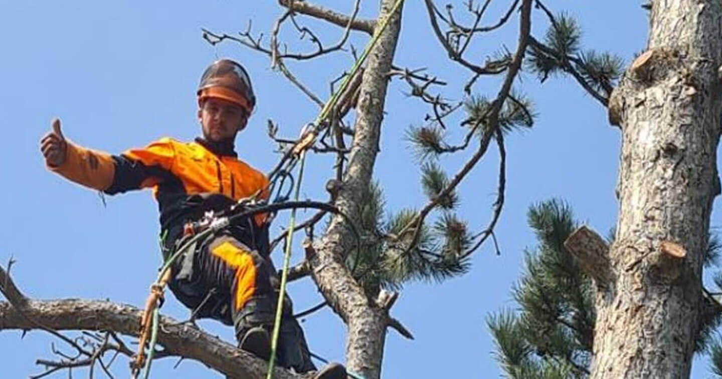 elagage 41 blois elagage 41