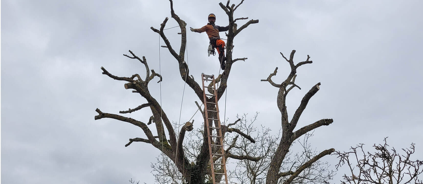 elagage 41 blois elagage 41