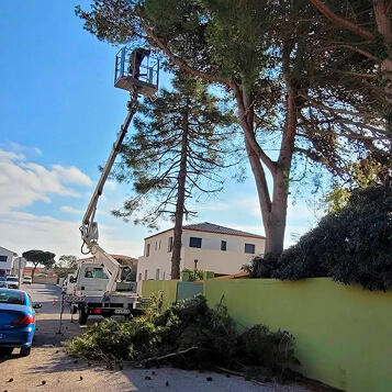 elagage 41 blois elagage 41